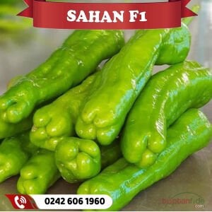 Şahan F1 Tatlı Köy Biberi Fidesi