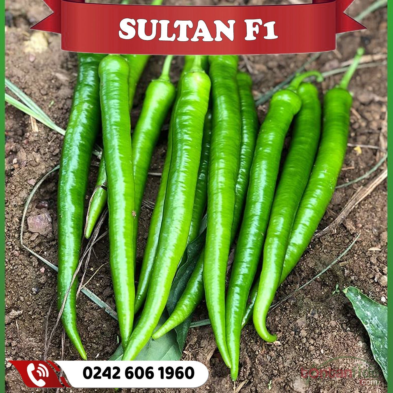 Sultan Tatlı Sivri Biber Fidesi