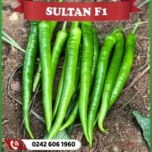 Sultan Tatlı Sivri Biber Fidesi
