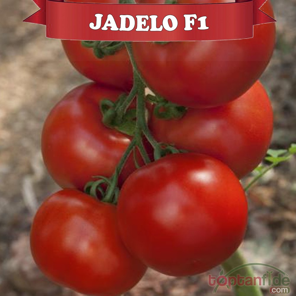 Jadelo F1 Sırık Domates Fidesi