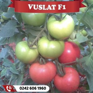 Vuslat F1 Sırık Tane Domates Fidesi