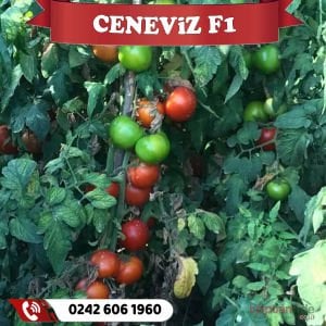 Ceneviz F1 Sırık Beef Domates Fidesi