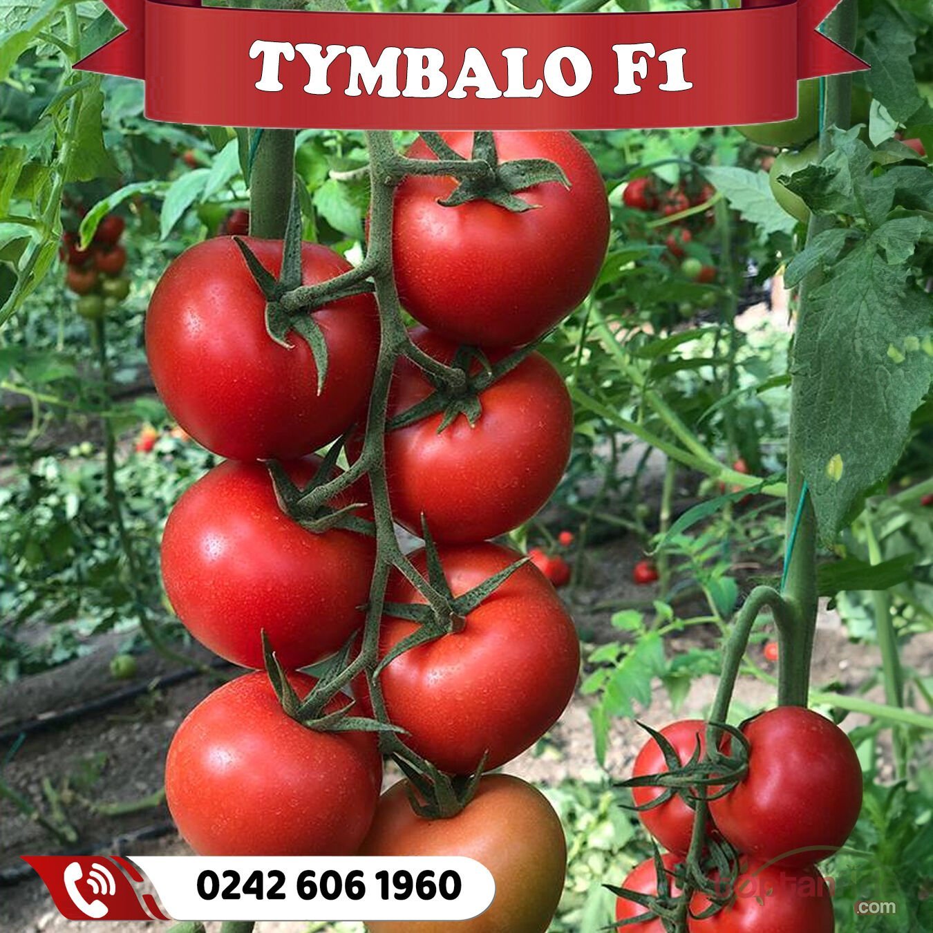 Tymbalo F1 Sırık Salkım Domates Fidesi