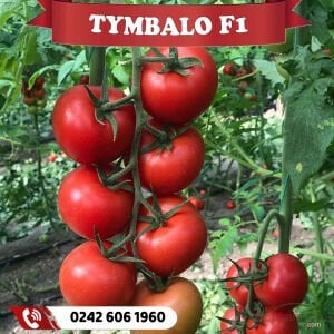 Tymbalo F1 Sırık Salkım Domates Fidesi