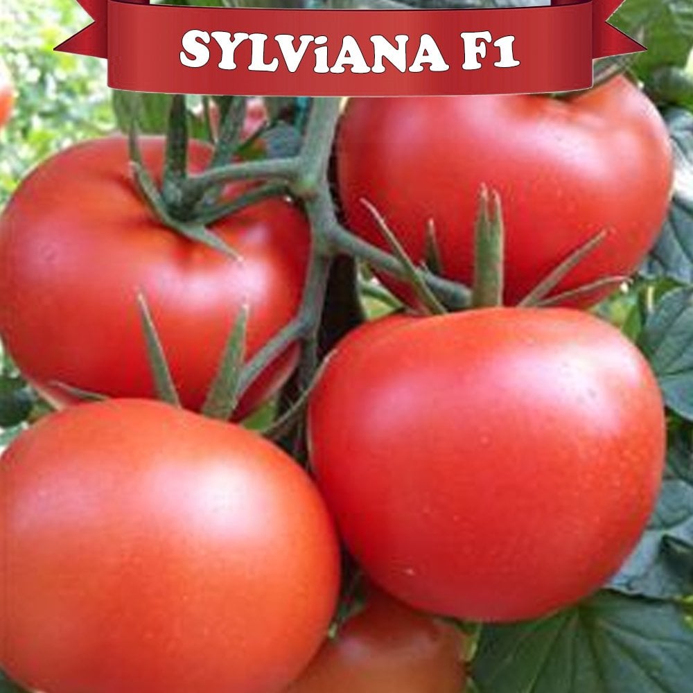Sylviana F1 Domates Fidesi