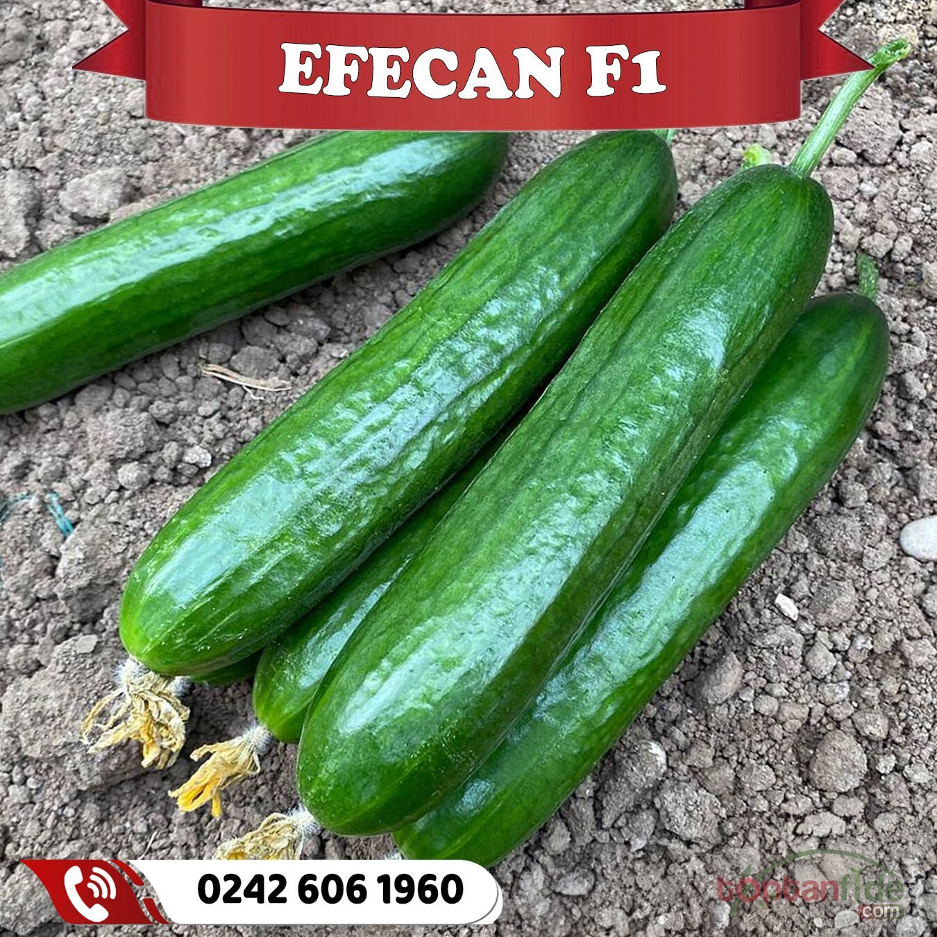 Efecan F1 Beith Hıyar Fidesi