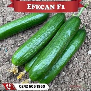 Efecan F1 Beith Hıyar Fidesi