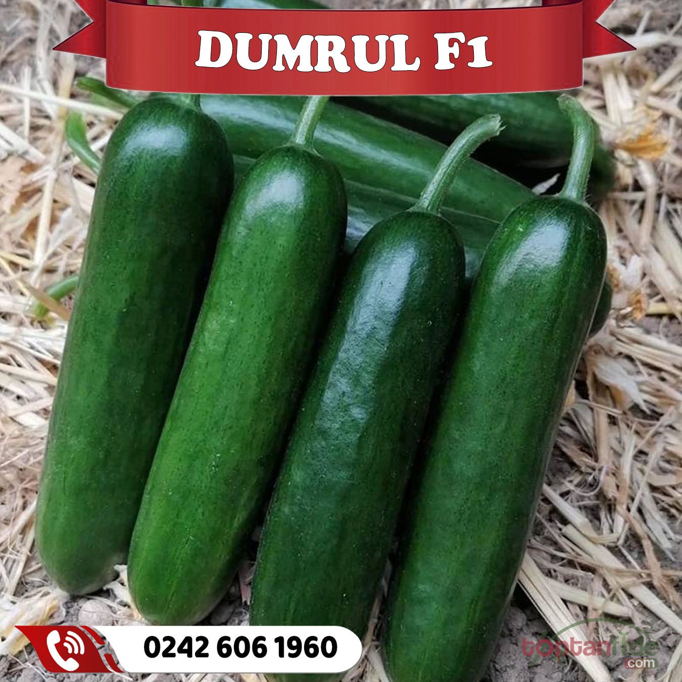 Dumrul F1 Badem Hıyar Fidesi
