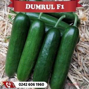 Dumrul F1 Badem Hıyar Fidesi