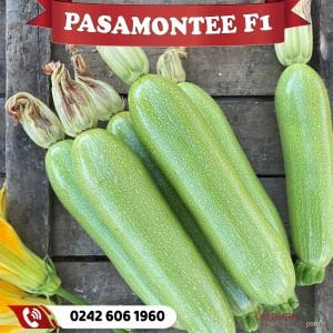 Pasamontee F1 Kabak Fidesi