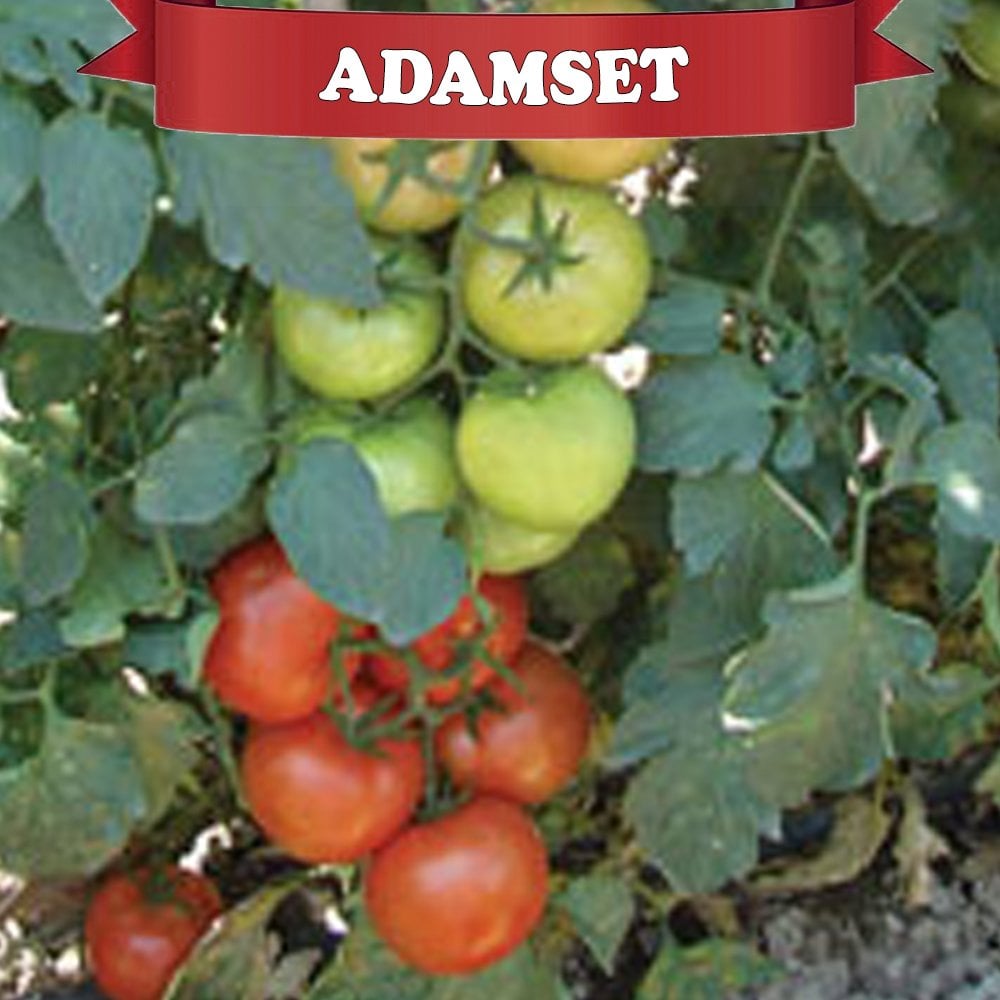 Adamset Sırık Domates Fidesi