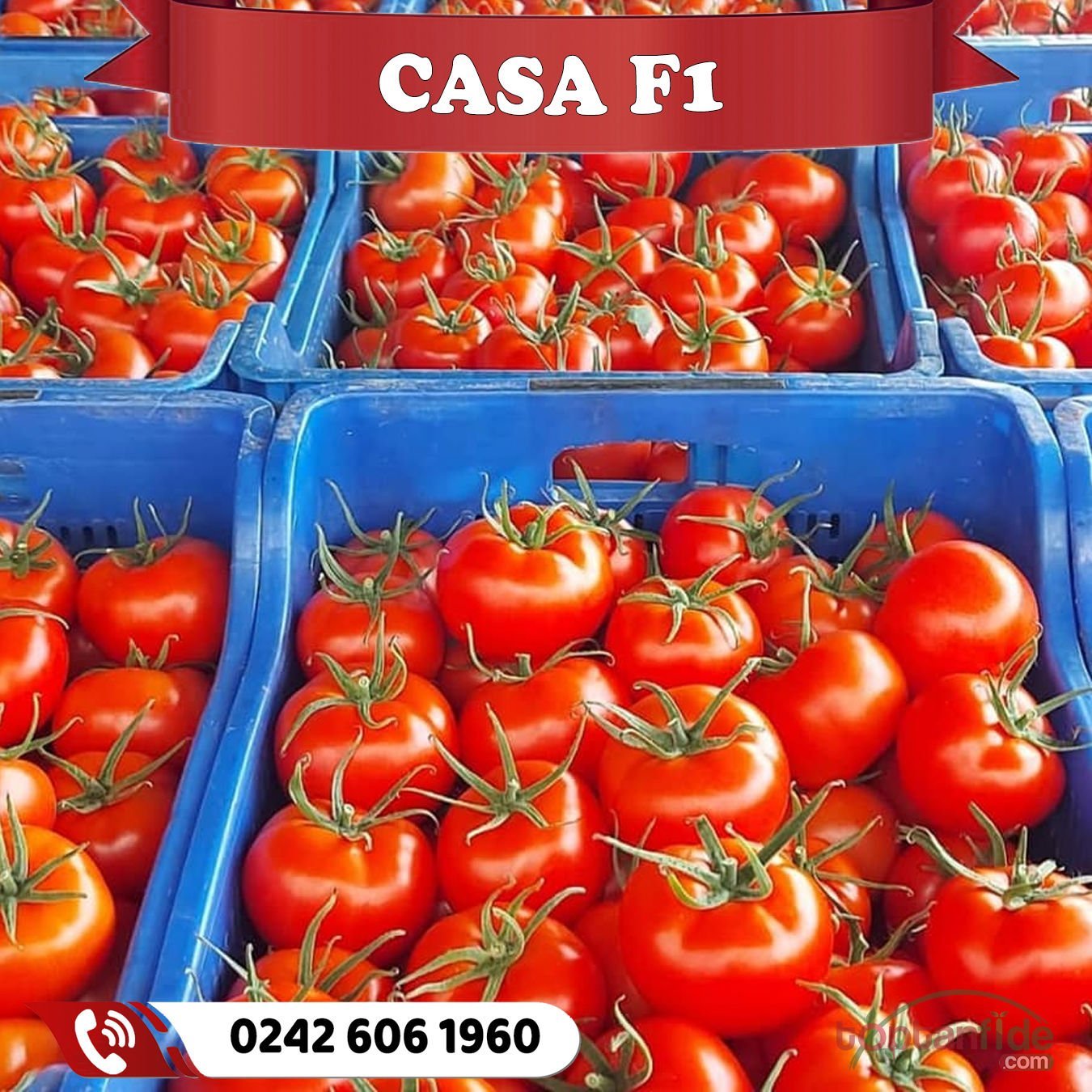 Casa F1 Sırık Domates Fidesi