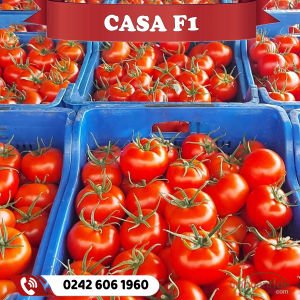 Casa F1 Sırık Domates Fidesi