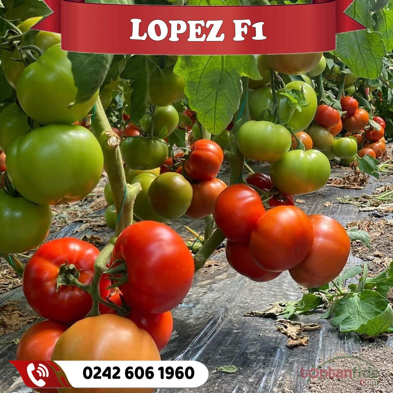 Lopez F1 Sırık Beef Domates Fidesi