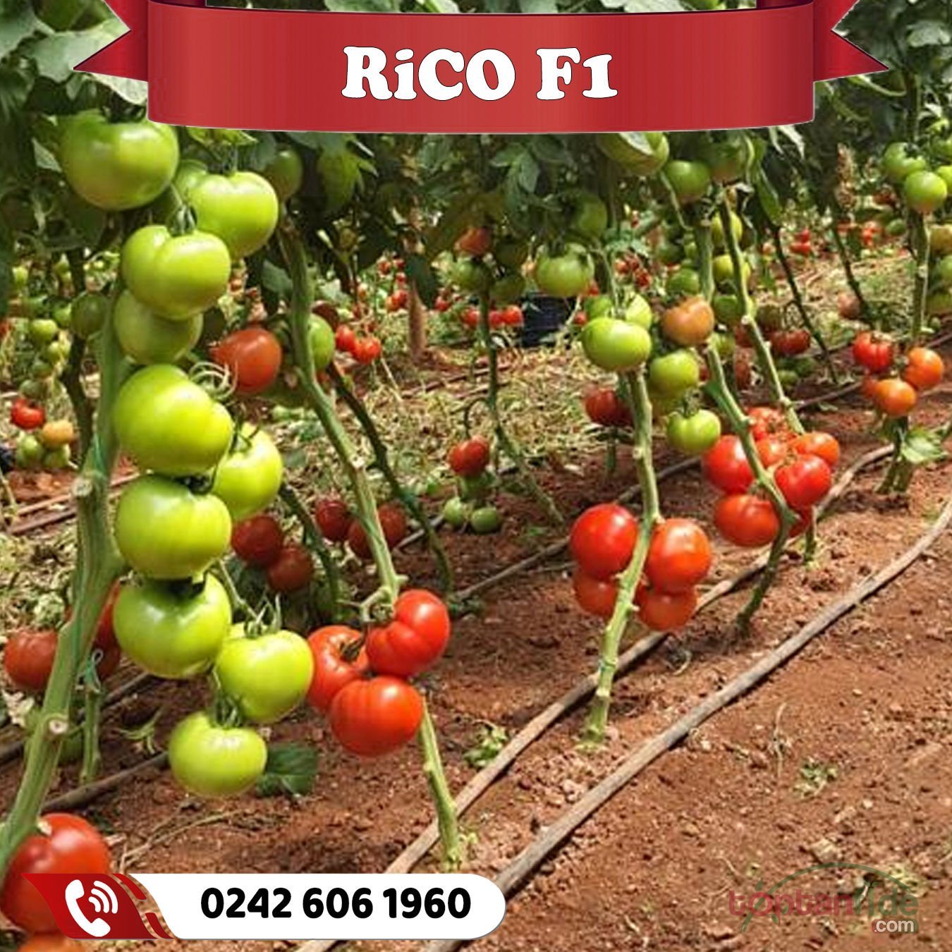 Rico F1 Sırık Beef Domates Fidesi
