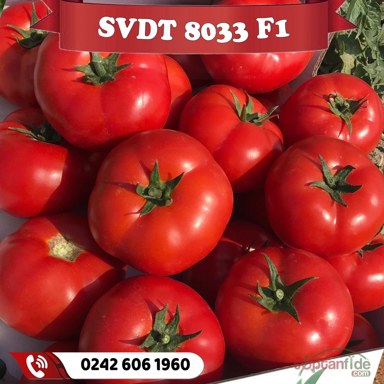 SVDT 8033 F1 Oturak Domates Fidesi