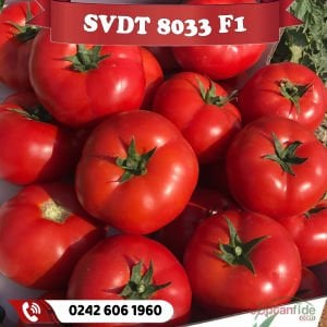 SVDT 8033 F1 Oturak Domates Fidesi