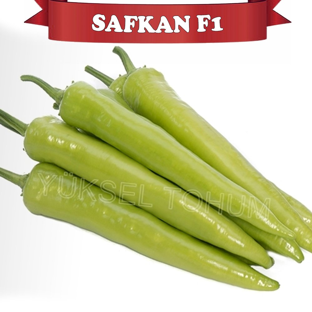 Safkan F1 Çarliston Biber Fidesi