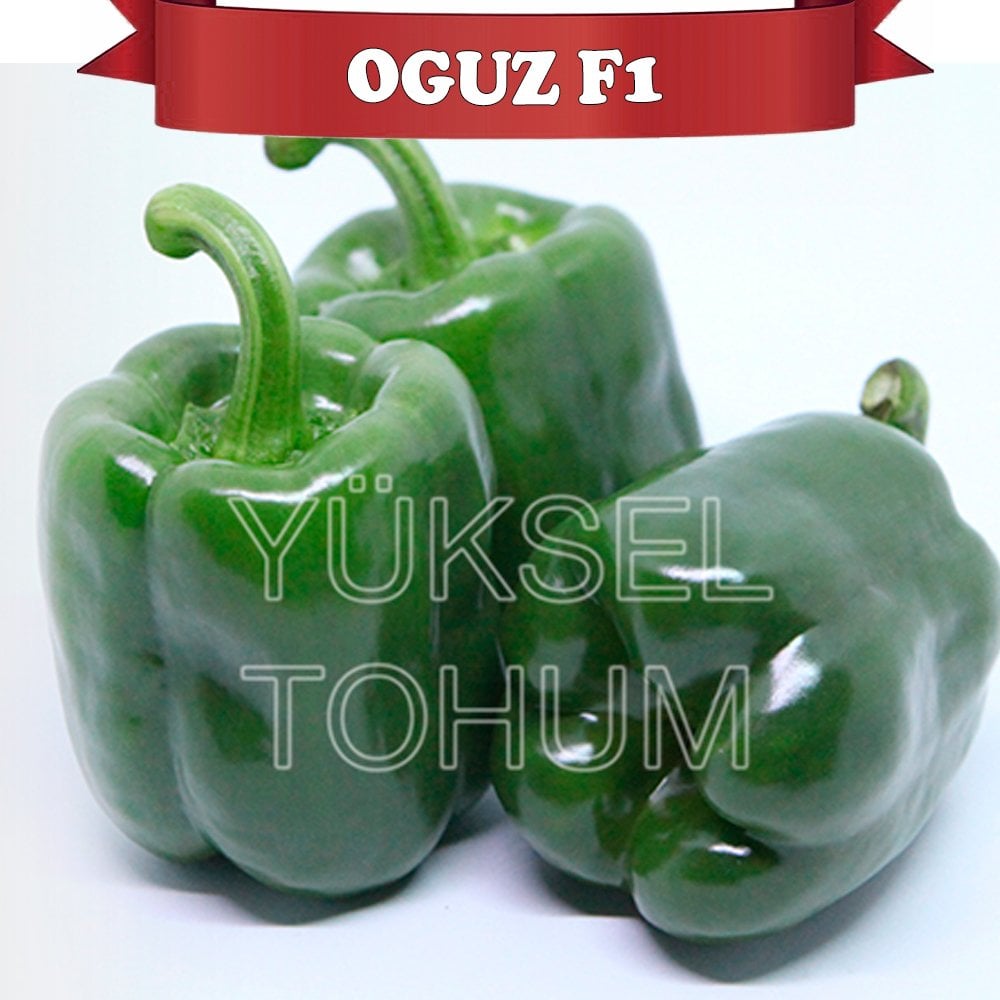 Oğuz F1 Antep Acı Dolma Biber Fidesi
