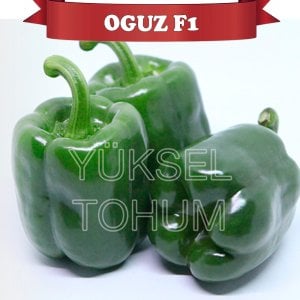 Oğuz F1 Antep Acı Dolma Biber Fidesi
