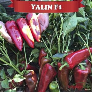 Yalın F1 - Kapya Biber Fidesi