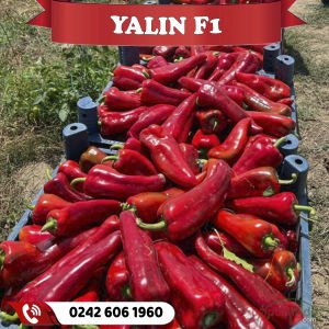 Yalın F1 - Kapya Biber Fidesi