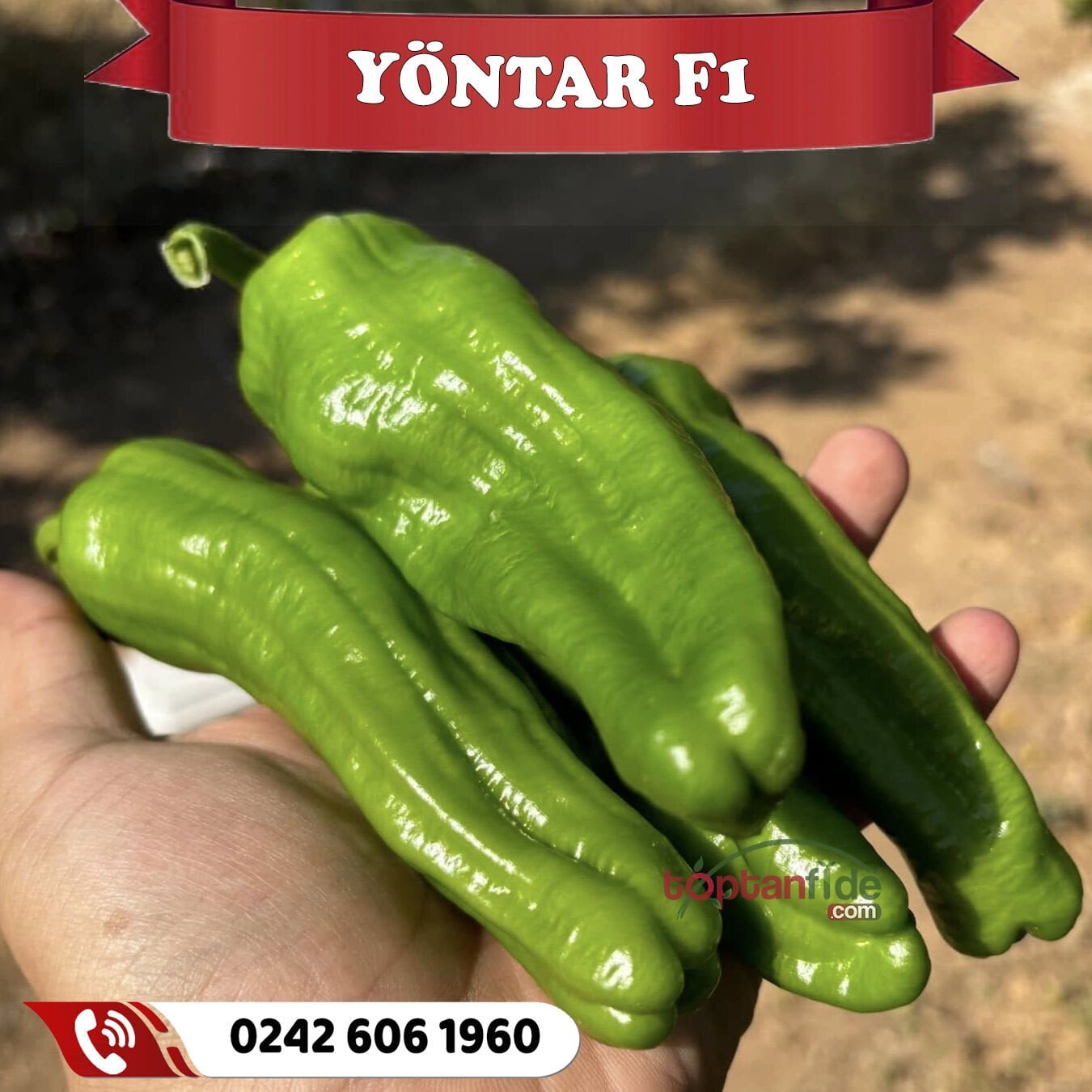 Yöntar F1 Köy Biberi Fidesi