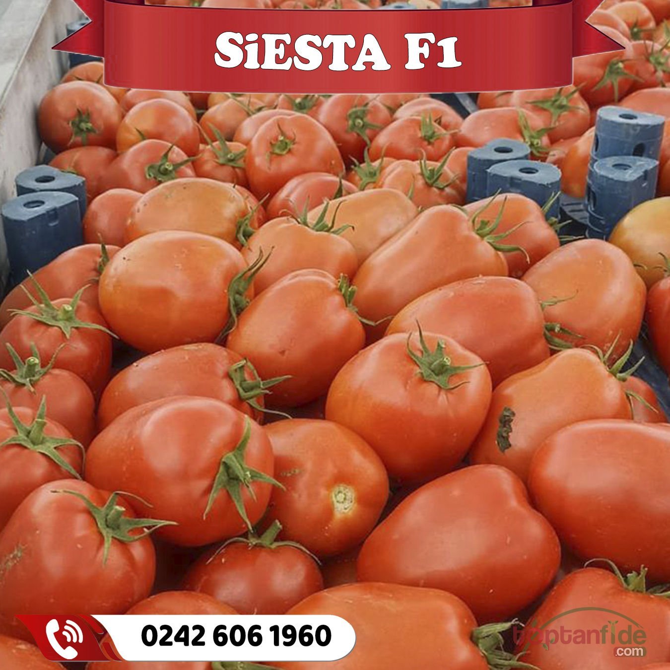 Siesta F1 Domates Tohumu 5000 Ad/pk