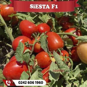 Siesta F1 Domates Tohumu 5000 Ad/pk
