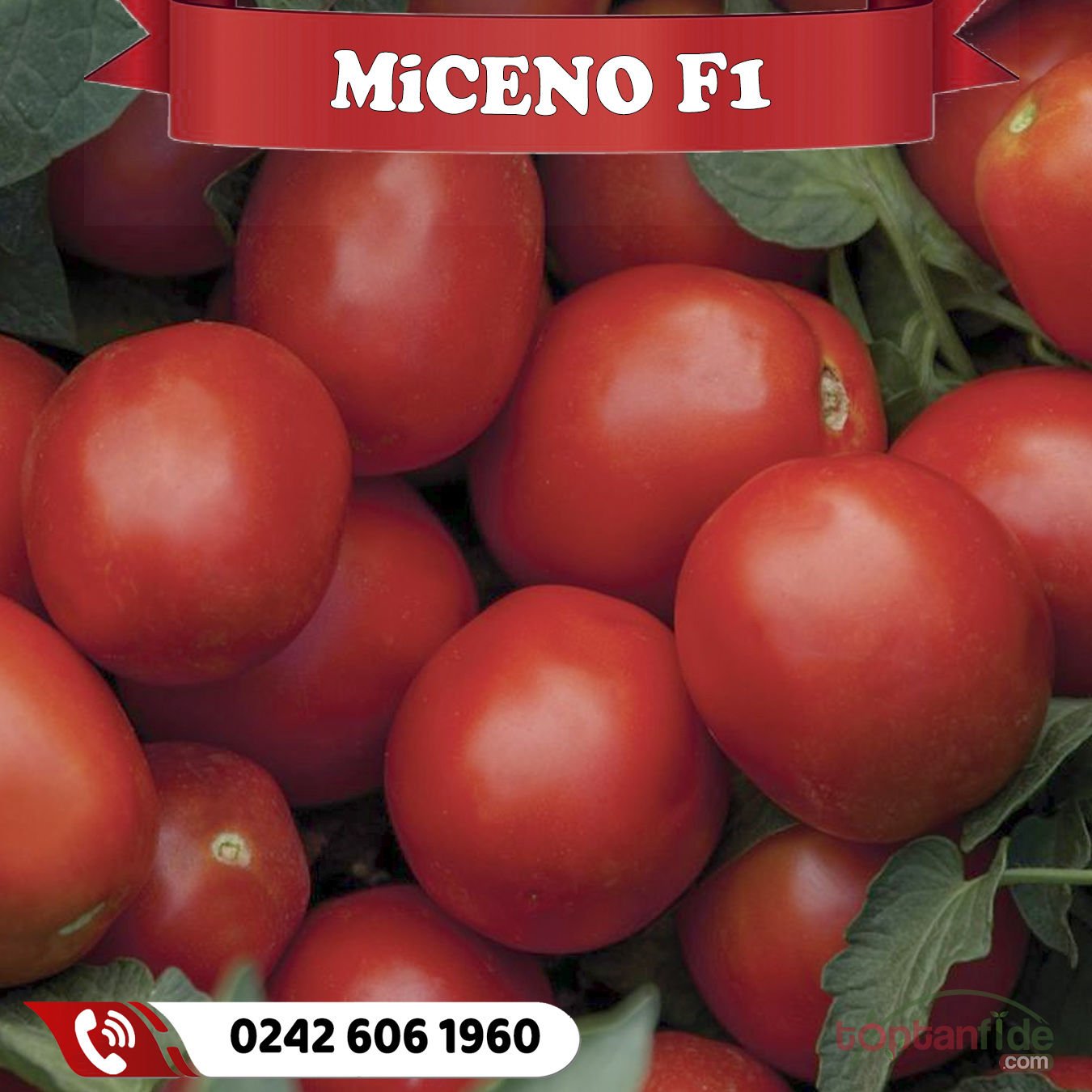 Miceno F1 Sanayilik Domates Fidesi