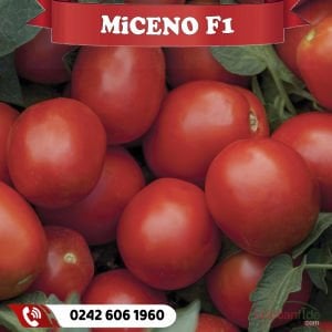 Miceno F1 Sanayilik Domates Fidesi
