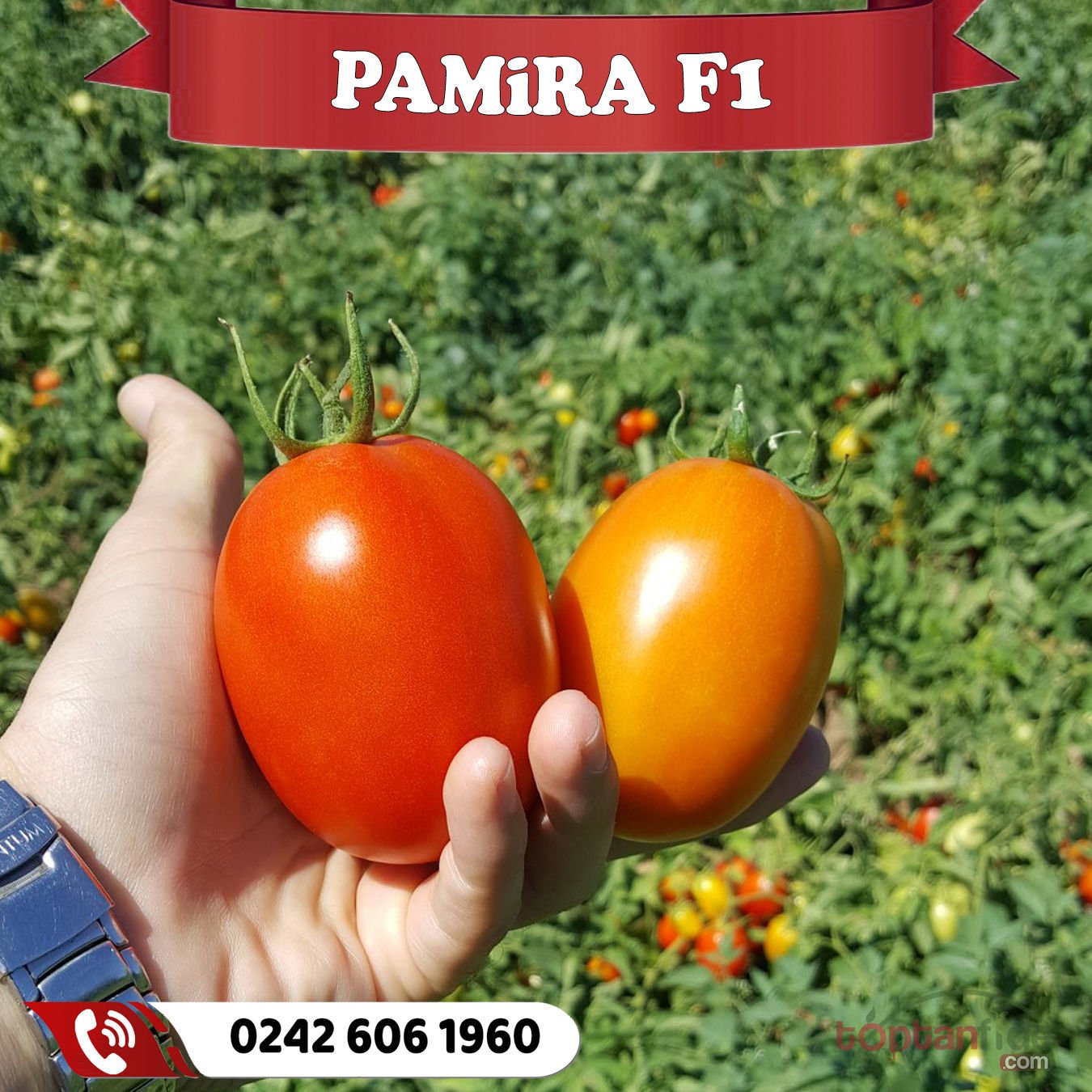 Pamira F1 Salçalık Domates Fidesi