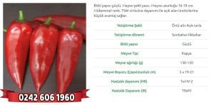 Bayrak F1  Kapya Biber Fidesi