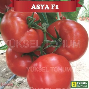 Asya F1 Sırık Beef Domates Fidesi