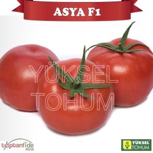 Asya F1 Sırık Beef Domates Fidesi