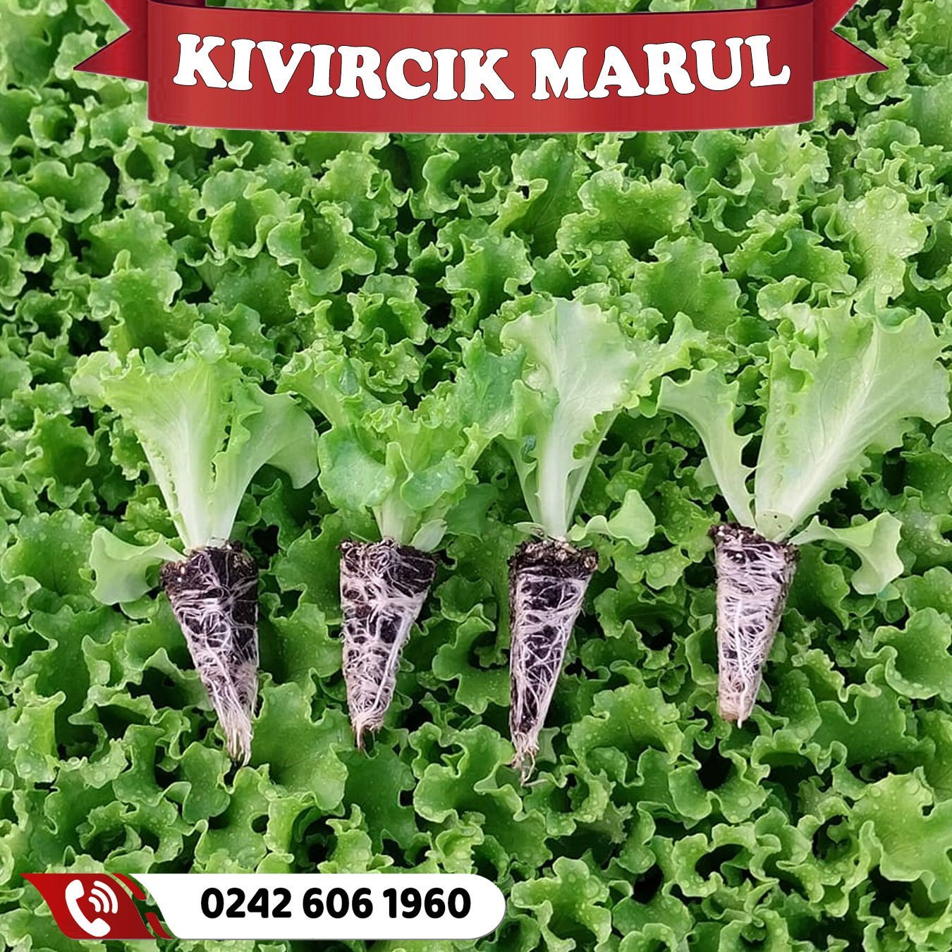 Kıvırcık Marul Fidesi