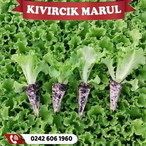 Kıvırcık Marul Fidesi