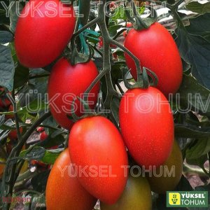 Elips F1 Sırık Oval Domates Fidesi