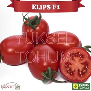 Elips F1 Sırık Oval Domates Fidesi