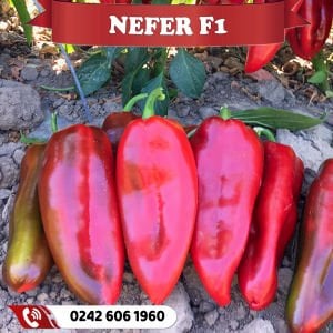 Nefer F1 Kapya Biber Fidesi