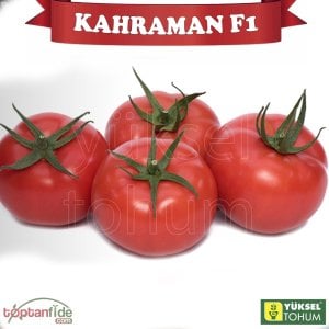 Kahraman F1 Sırık Domates Fidesi