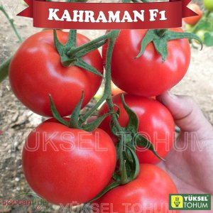 Kahraman F1 Sırık Domates Fidesi