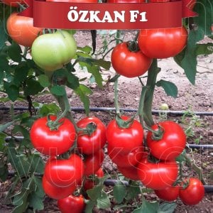 Özkan F1 Sırık Domates Fidesi