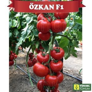 Özkan F1 Sırık Domates Fidesi
