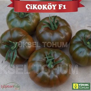 Çikoköy F1 Kahverengi Köy Domatesi Fidesi