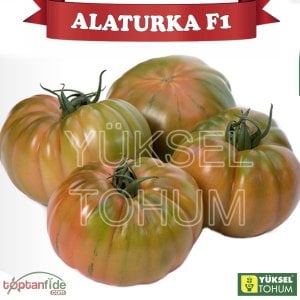 Alaturka F1 - Sırık Köy Domatesi Fidesi
