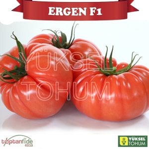 Ergen F1 - Sırık Köy Domatesi Fidesi