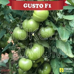 Gusto F1 Sırık Pembe Köy Domatesi Fidesi