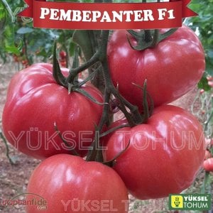 Pembepanter F1 Sırık Domates Fidesi