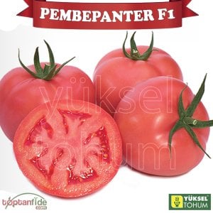 Pembepanter F1 Sırık Domates Fidesi
